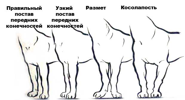 Передние лапы у чихуахуа